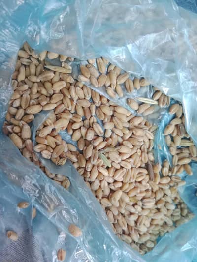 Fresh wheat 2026