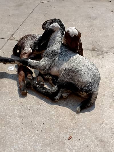 5 months old Goat for immediate sale
