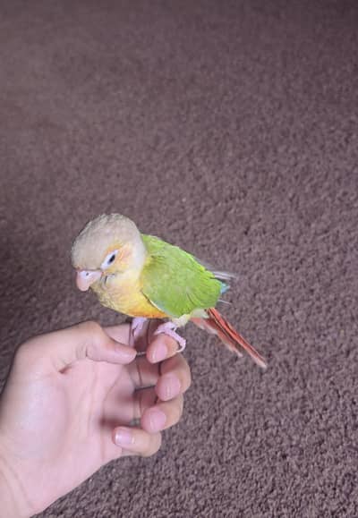 pineapple cunore