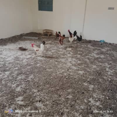 hens for sell