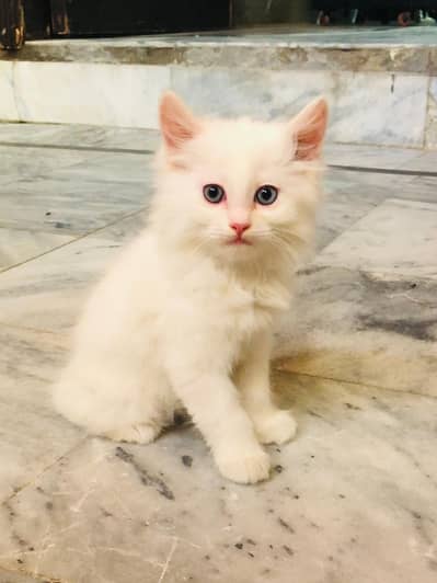 2 Months Old Male Kittens for Sale 