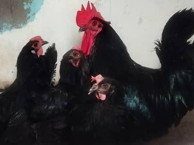 Australorp aggs lying hens for sale