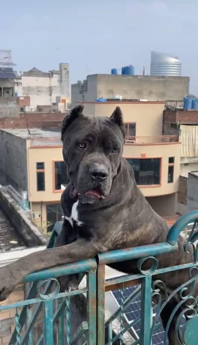 Cane Corso Dog | Cane Corso Male Dog For