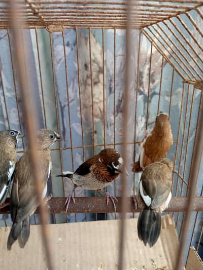 Common Bengali Finches For Sale 