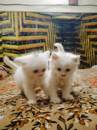 triple coated Persian kittens male and female