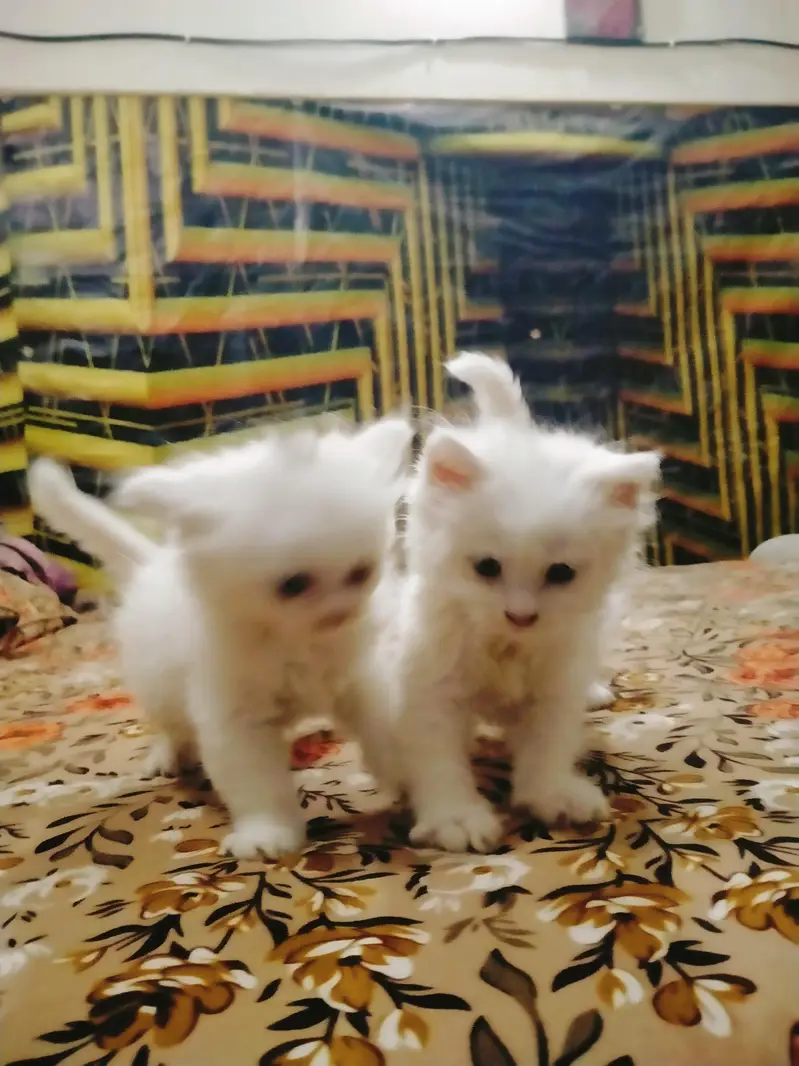 triple coated Persian kittens male and female