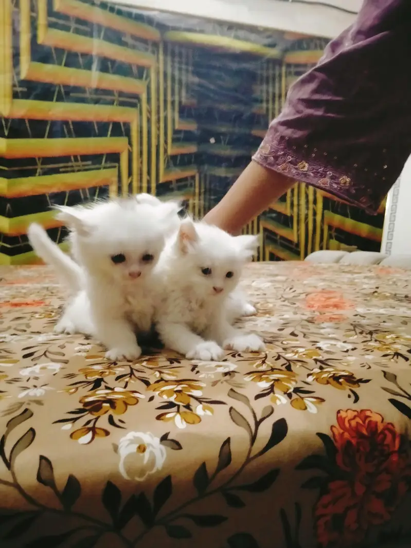triple coated Persian kittens male and female — photo 2