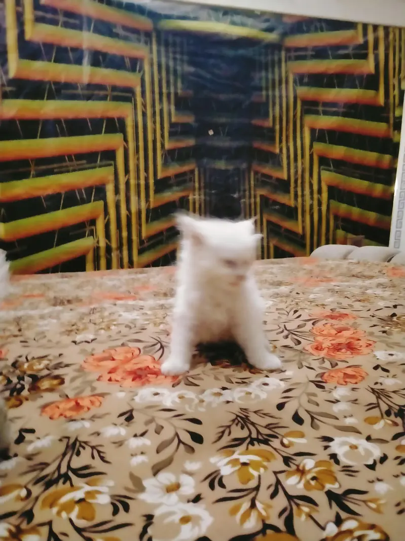 triple coated Persian kittens male and female — photo 3