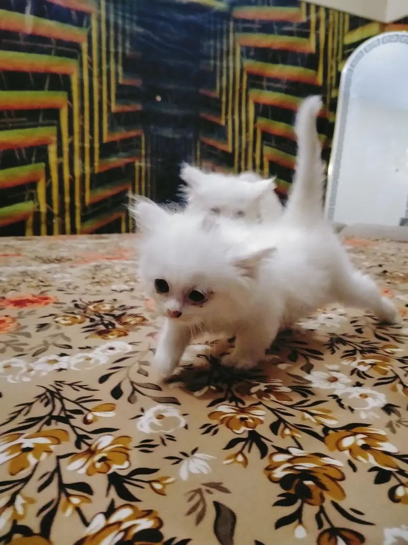 triple coated Persian kittens male and female — photo 4