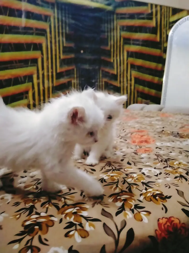 triple coated Persian kittens male and female — photo 5