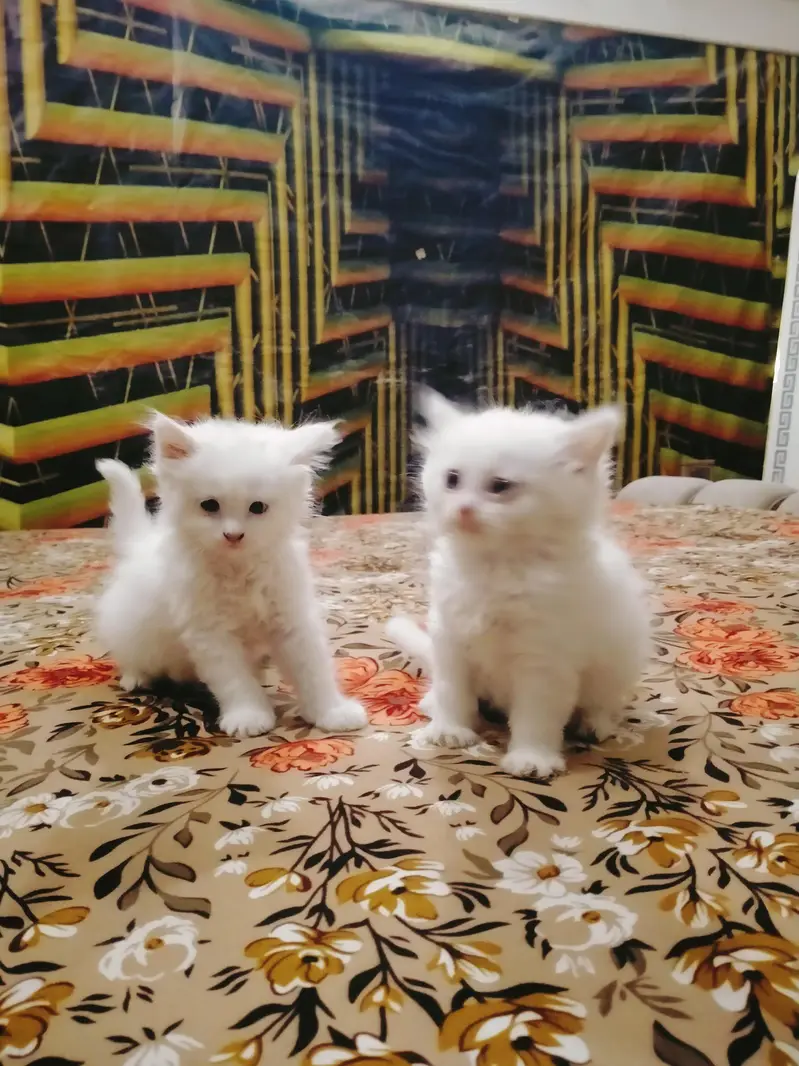 triple coated Persian kittens male and female — photo 6