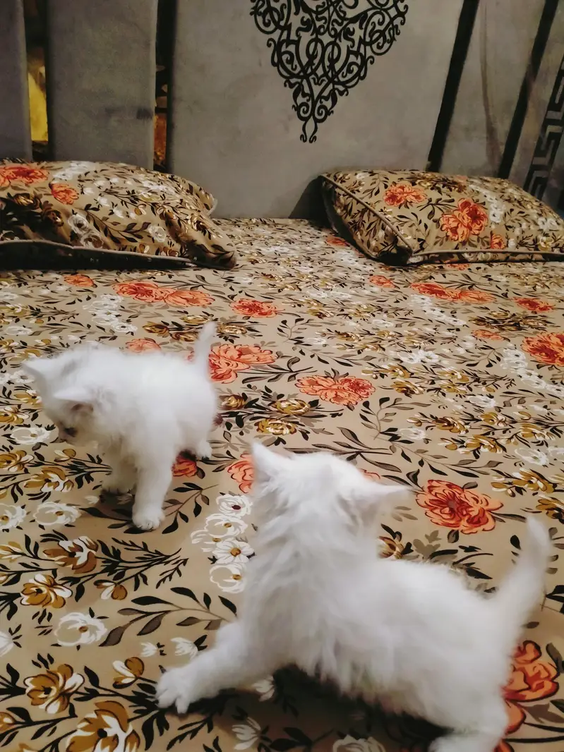 triple coated Persian kittens male and female — photo 7