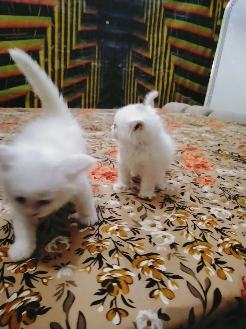 triple coated Persian kittens male and female — photo 8