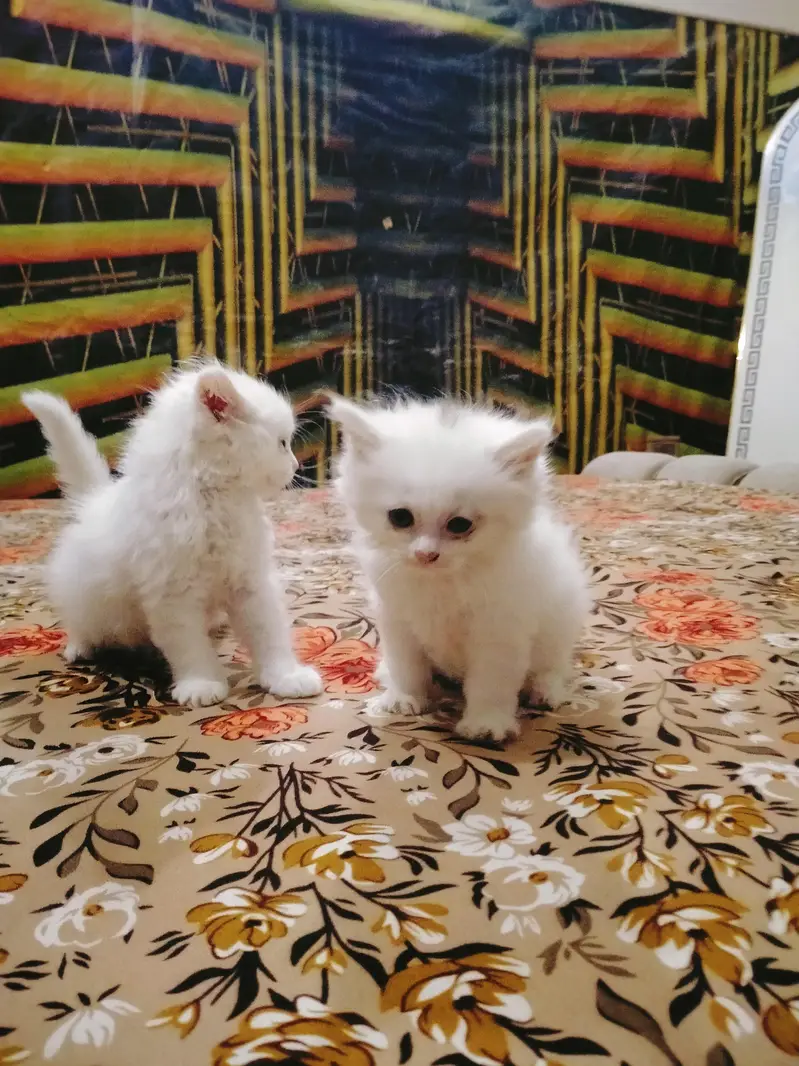 triple coated Persian kittens male and female — photo 9