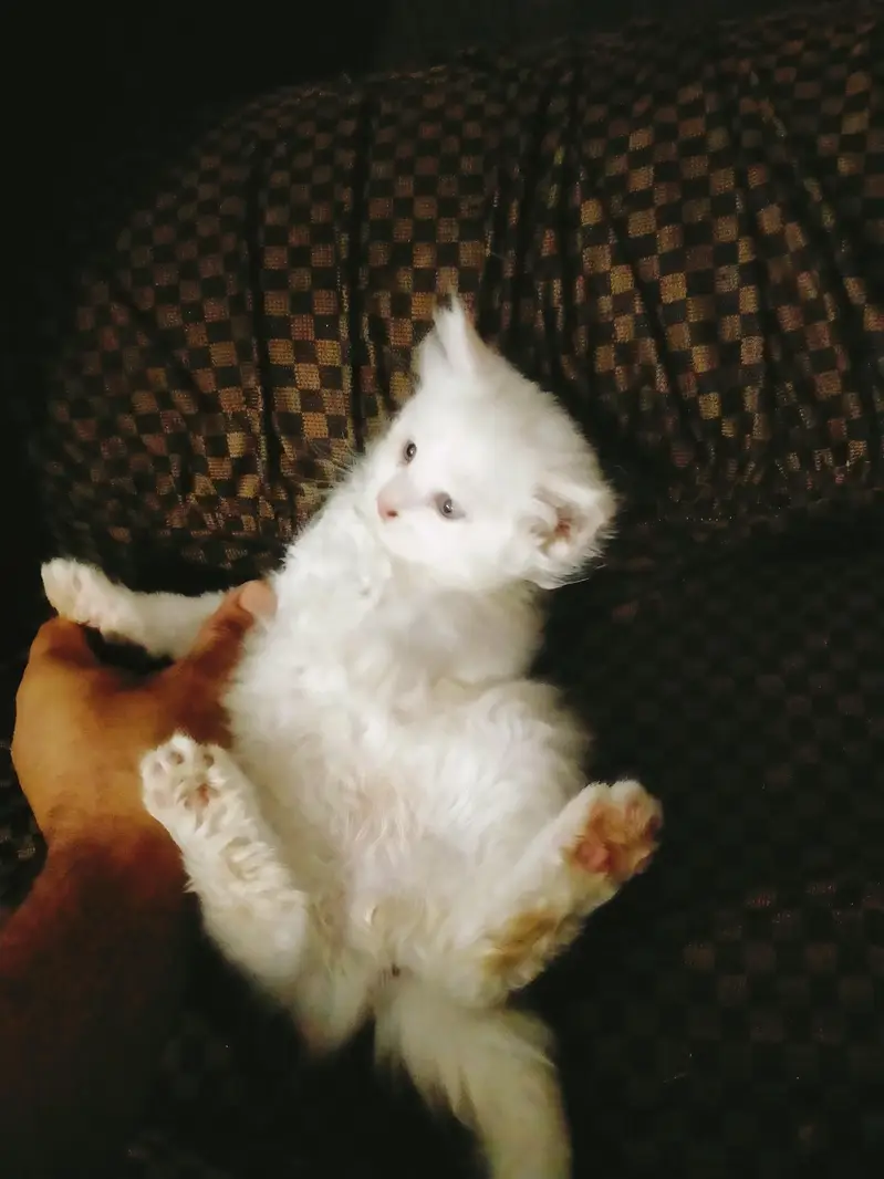 triple coated Persian kittens male and female — photo 10