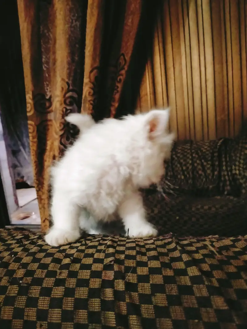 triple coated Persian kittens male and female — photo 11