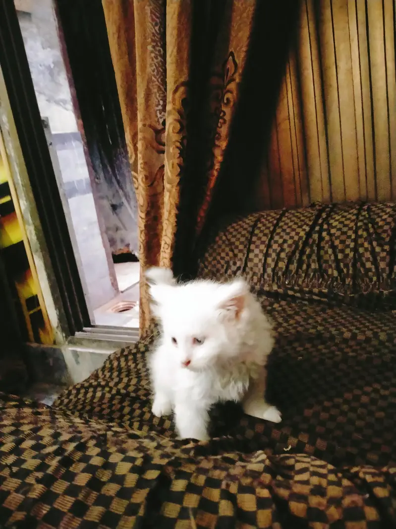 triple coated Persian kittens male and female — photo 12