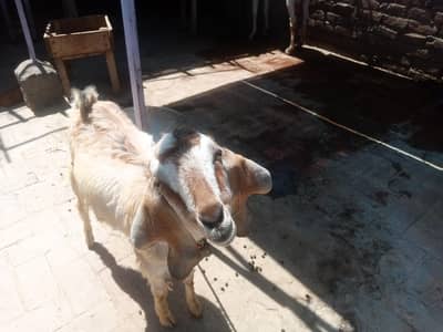 gaban goat