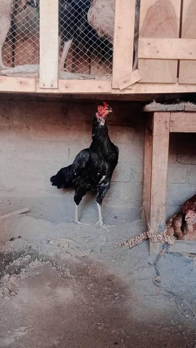 Aseel hen for sale
