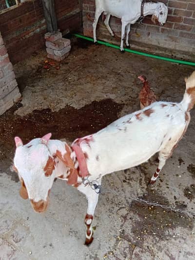 3 Goat 2 goat give milk