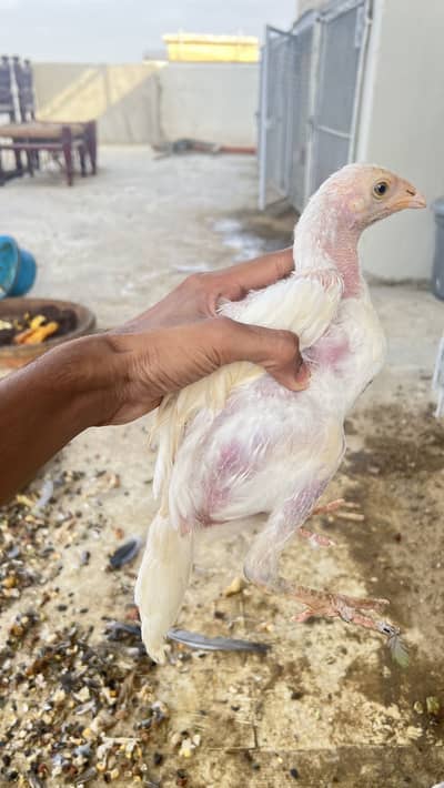 Heera aseel aur jawa aseel chicks