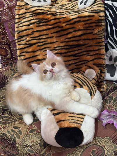 persian female kitten triple coat