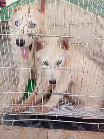 Husky for sale in Hyderabad