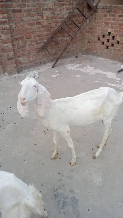 Rajan Puri Gulabi