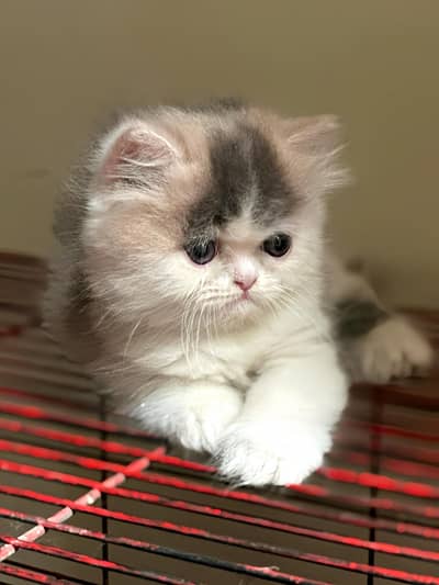Beautiful Healthy And active Kittens home raised