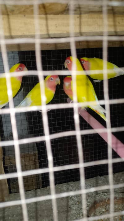 lovebirds
