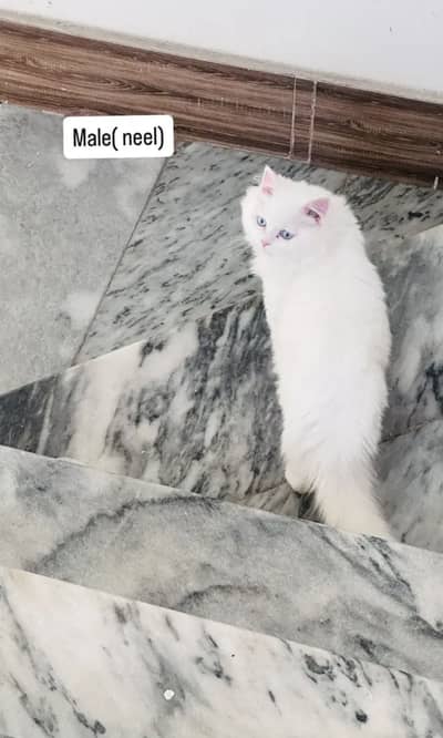Persian cats for sale