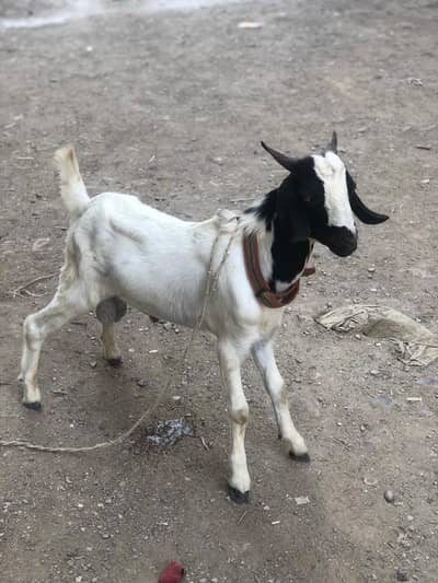 Ya baby Bakra ha. Healthy,Active . Age ka hisab sa best ha.