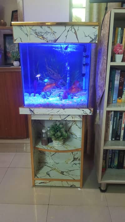 fish aquarium
