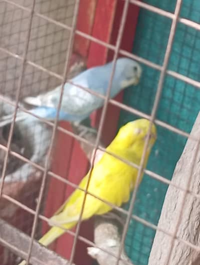 budgie australian bajri 4 pair