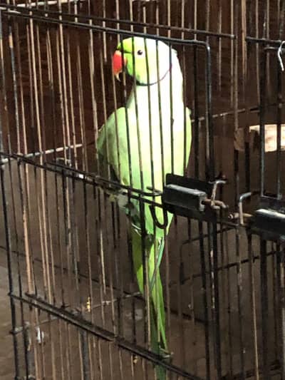 green parrots pair