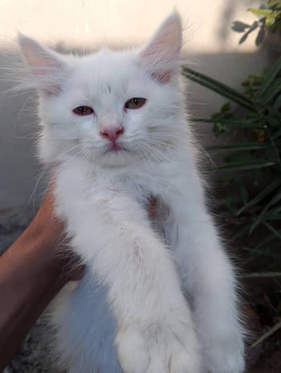 Persian kitten triple code white colour