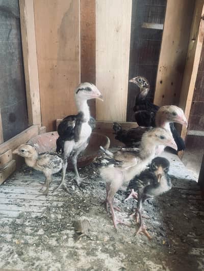 hens setup for sale murga murge or batcha
