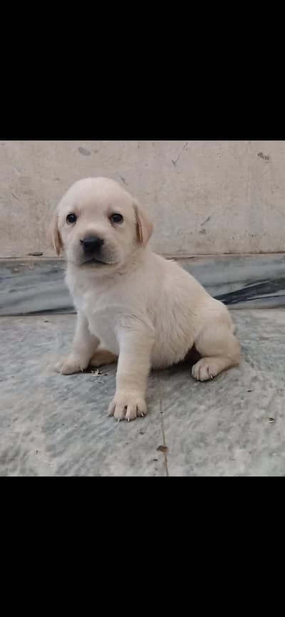 labrador puppy available for sale