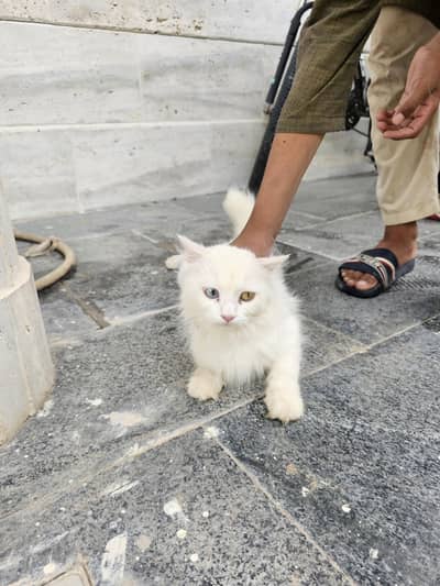 cats h