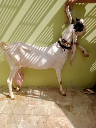 Kapli gulabi ghabban bakri for sale | Call : 03132553189