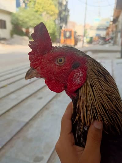 Aseel murga for sale
