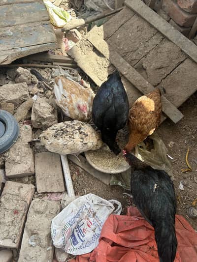 6 desi hens for sale