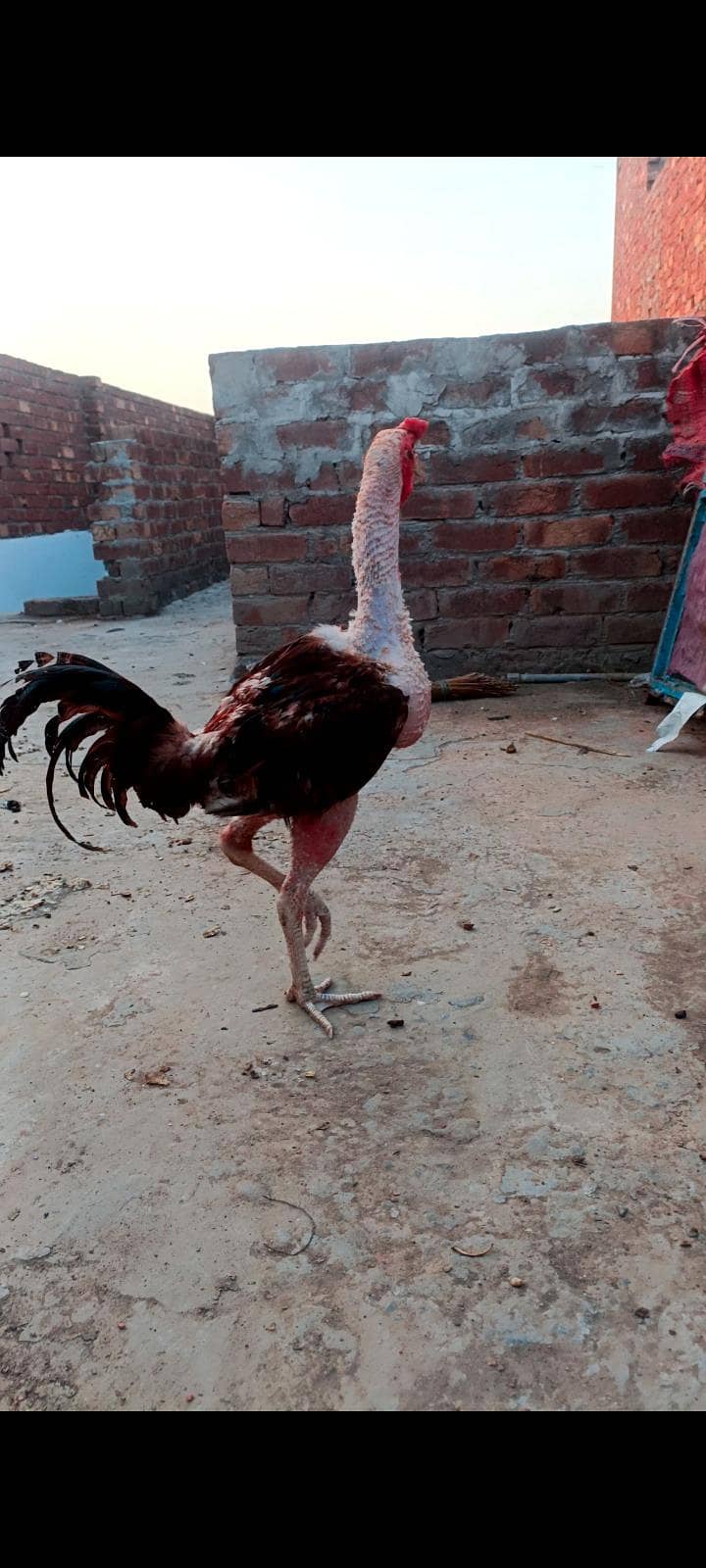 Burmi Patha 0