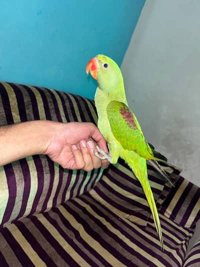 Raw parrot tamed
