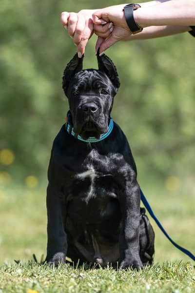 Cane Corso Puppy | cane corso Dog | Puppies | Imported Breed