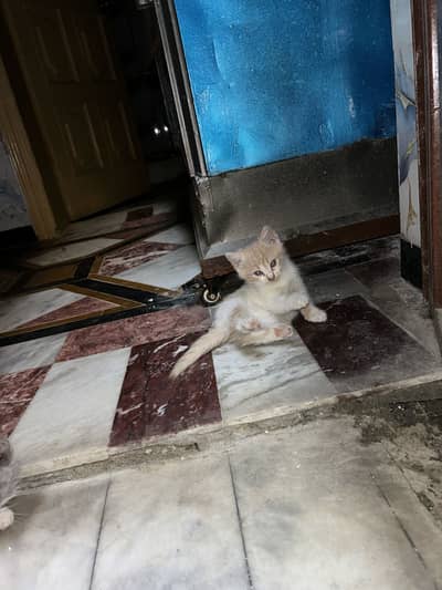 Only one cat 6500