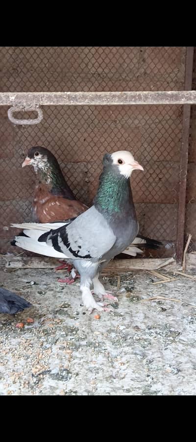 2 Male 1 female
