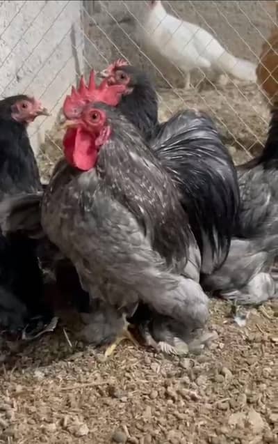 Bantam Eggs And Chicks