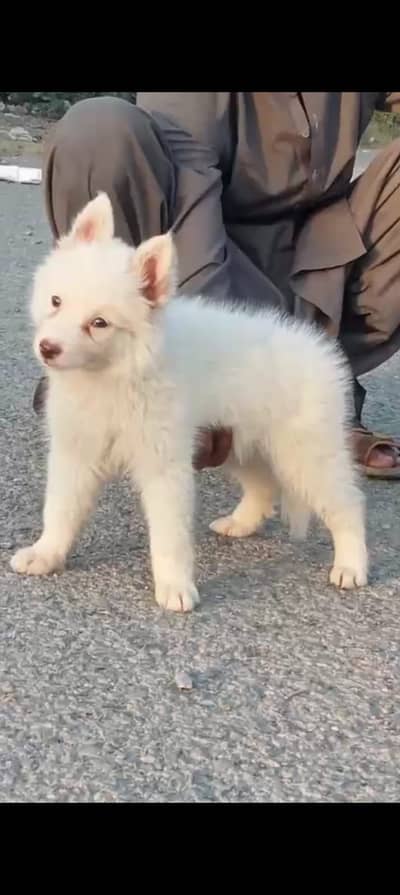 Russian puppy | pink nose puppy | Russian Dog for sale