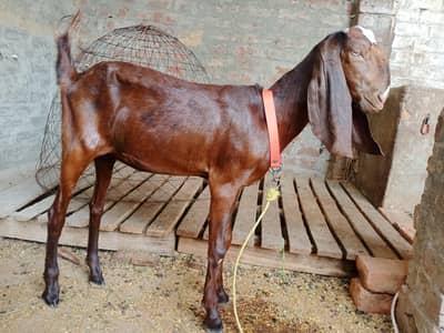 bakri (goat) for sale